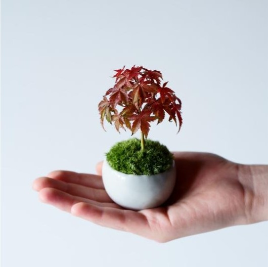（株）石木花